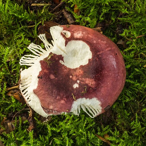 Purpurschwarzer Täubling, Russula atropurpurea