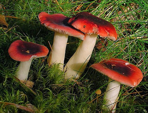Schwarzroter Spei-Täubling