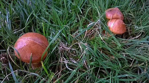 Schwarzroter Spei-Täubling, Russula atrorubens