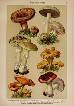 Orange-Täubling, Russula aurantiaca