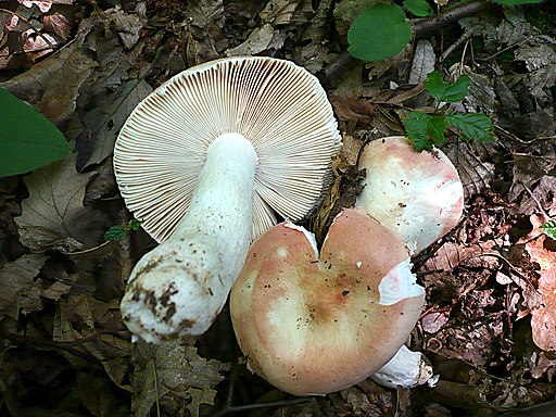 Netzflockiger Rosa-Täubling, Russula aurora