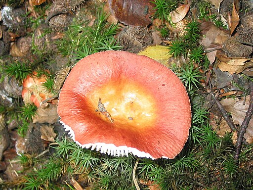 Netzflockiger Rosa-Täubling, Russula aurora