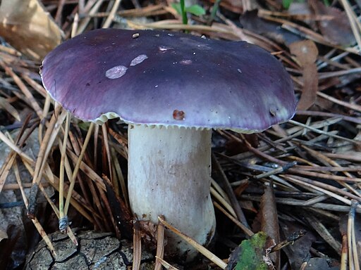 Weißblättriger Reif-Täubling, Russula azurea