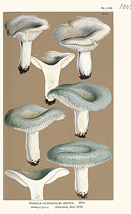Weißblättriger Reif-Täubling, Russula azurea