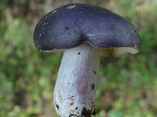 Weißblättriger Reif-Täubling, Russula azurea
