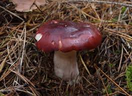 Zedernholz-Täubling, Russula badia