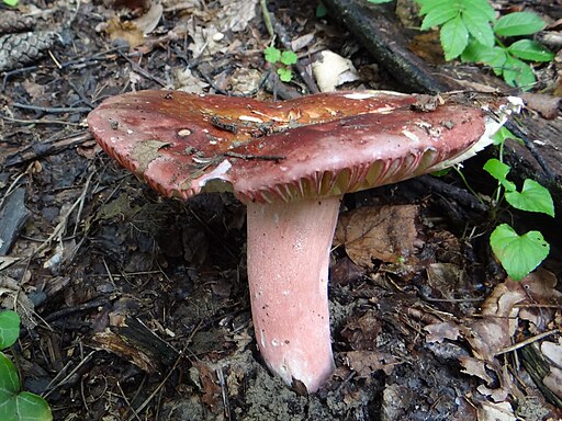 Zedernholz-Täubling, Russula badia