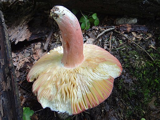 Zedernholz-Täubling, Russula badia