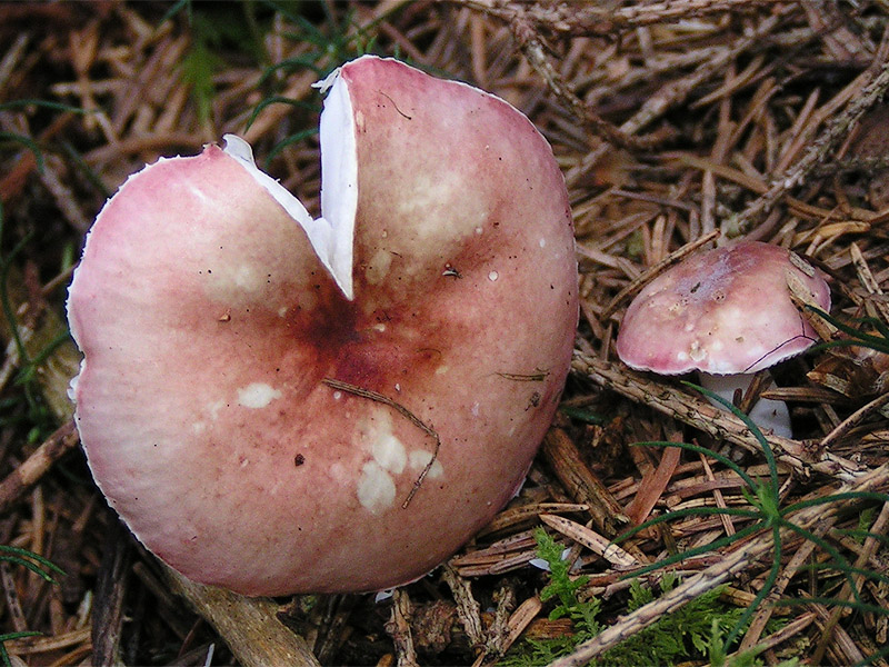 Birken-Spei-Täubling, Russula betularum