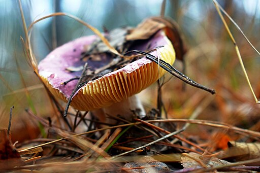 Violettbrauner Täubling