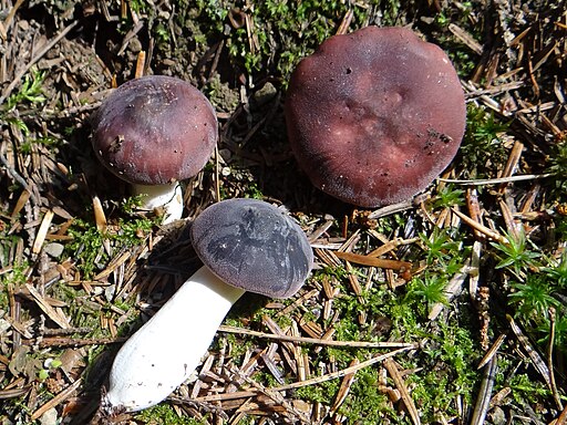 Violettbrauner Täubling, Russula brunneoviolacea
