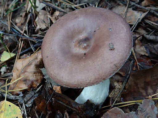 Violettbrauner Täubling, Russula brunneoviolacea