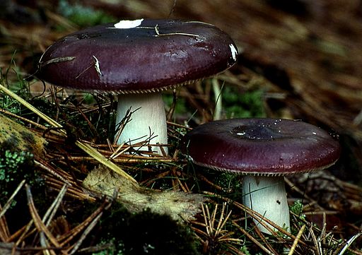 Buckel-Täubling, Russula caerulea