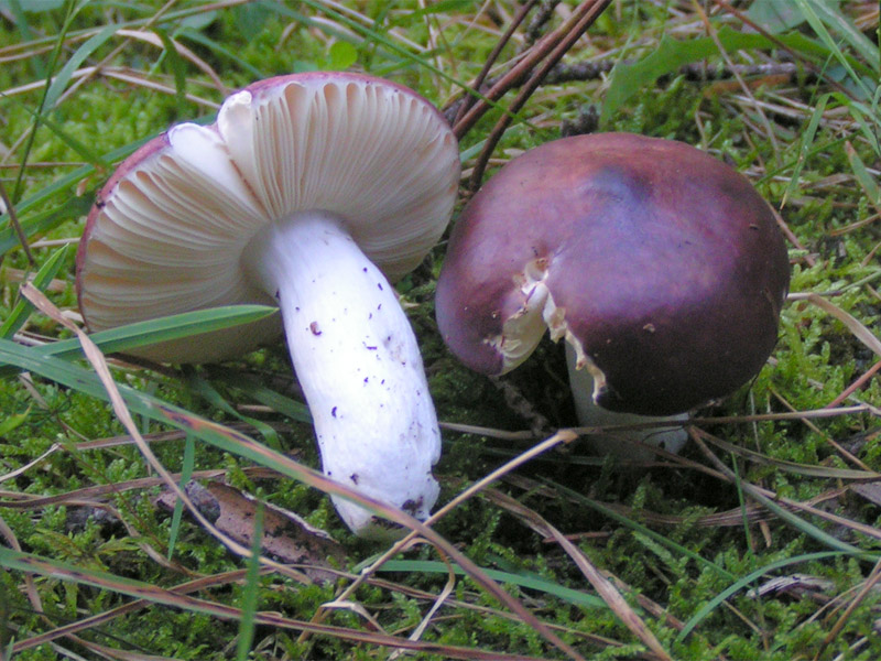 Buckel-Täubling, Russula caerulea