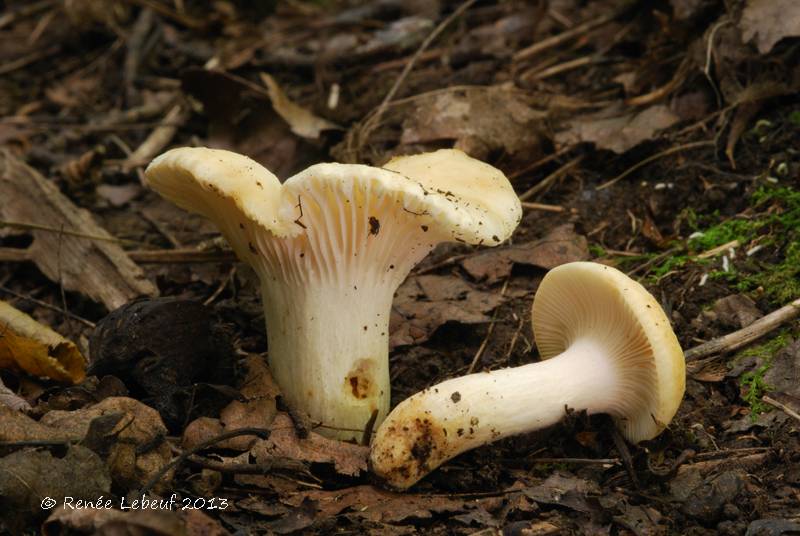 Schnecklings-Täubling, Russula camarophylla