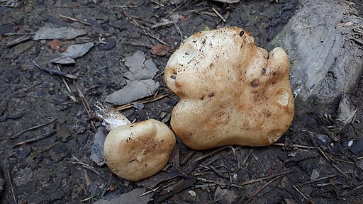Schnecklings-Täubling, Russula camarophylla