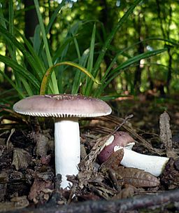 Hainbuchen-Täubling, Russula carpini
