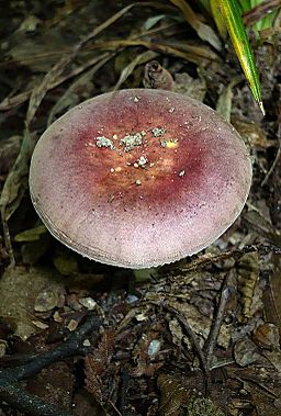 Hainbuchen-Täubling, Russula carpini