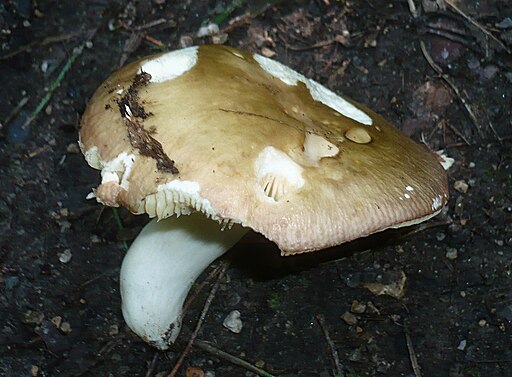 Hainbuchen-Täubling, Russula carpini