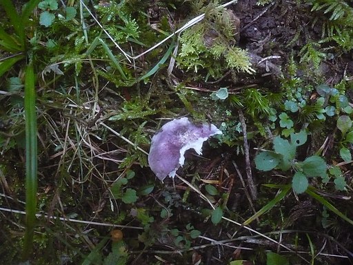 Hohlstieliger Täubling