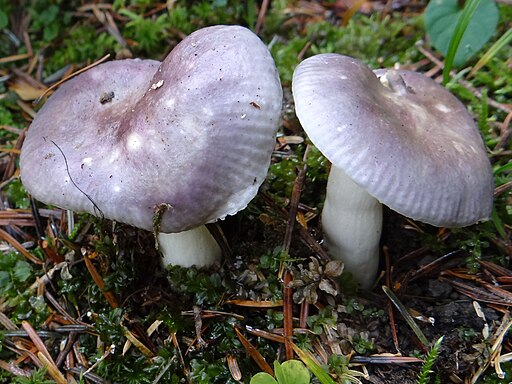 Hohlstieliger Täubling, Russula cavipes