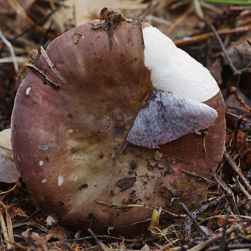 Kiefern-Täubling, Russula cessans