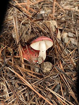 Kiefern-Täubling, Russula cessans