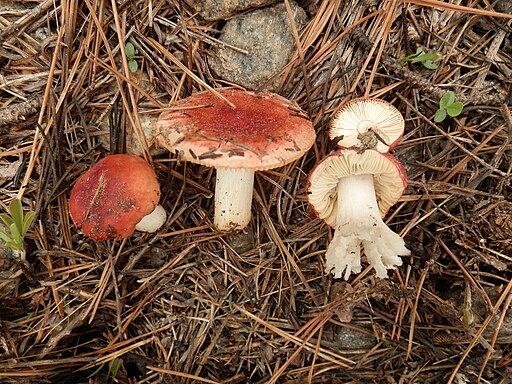 Kiefern-Täubling, Russula cessans
