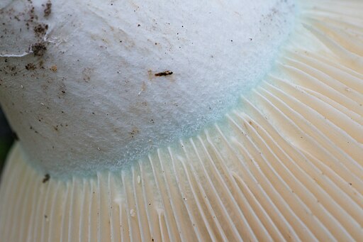 Schmalblättriger Weiß-Täubling, Russula chloroides