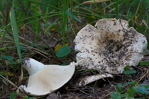 Schmalblättriger Weiß-Täubling, Russula chloroides