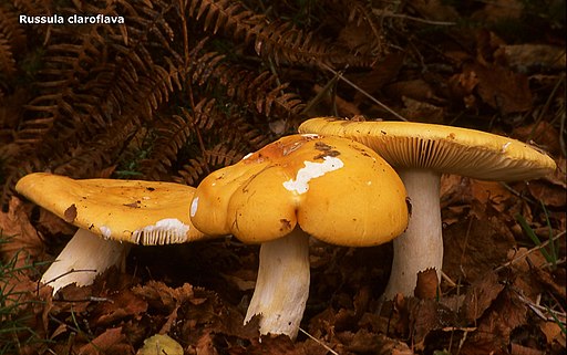 Gelber Graustiel-Täubling, Russula claroflava