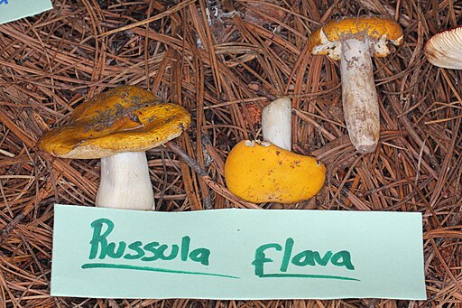 Gelber Graustiel-Täubling, Russula claroflava