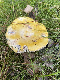 Gelber Graustiel-Täubling, Russula claroflava