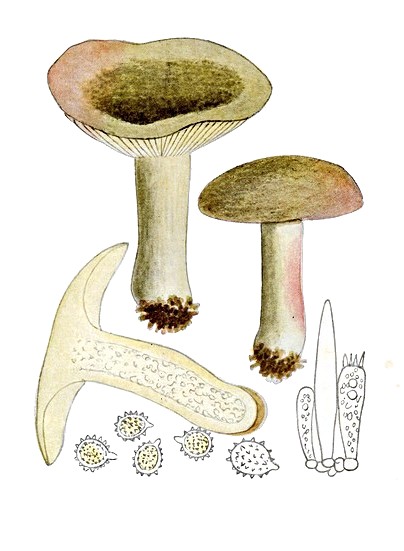 Grüner Nadelwald-Herings-Täubling
