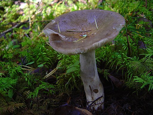 Rußgrauer Täubling, Russula consobrina