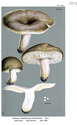 Rußgrauer Täubling, Russula consobrina