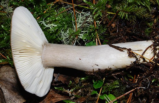 Rußgrauer Täubling, Russula consobrina