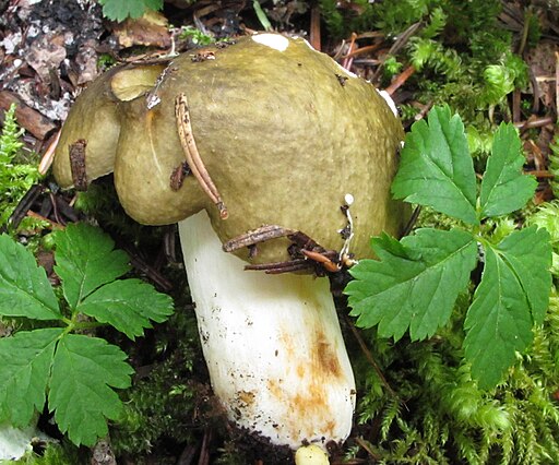Purpurbrauner Dotter-Täubling, Russula cuprea