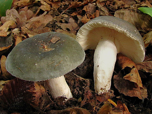 Olivfarbener Frauentäubling, Russula cyanoxantha