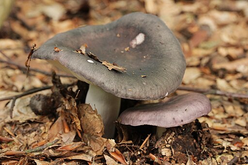 Olivfarbener Frauentäubling, Russula cyanoxantha