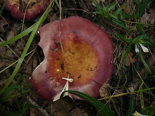 Weinroter Dotter-Täubling, Russula decipiens