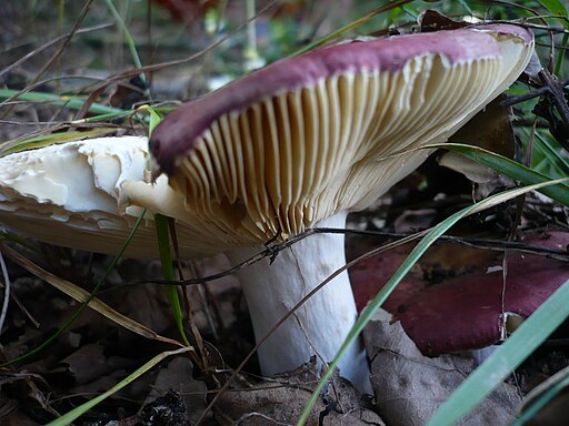 Weinroter Dotter-Täubling, Russula decipiens