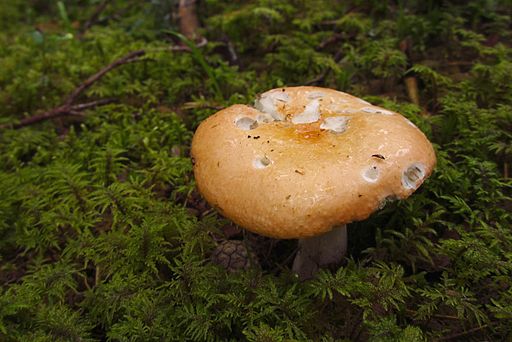 Orangeroter Graustiel-Täubling, Russula decolorans
