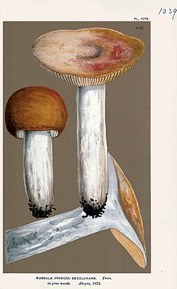 Orangeroter Graustiel-Täubling, Russula decolorans