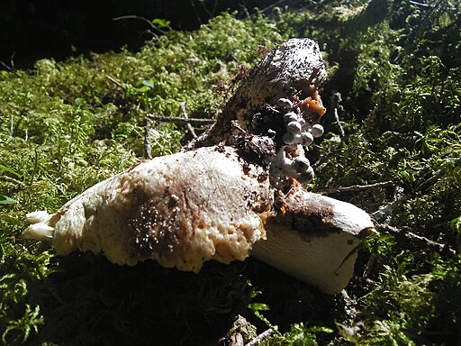 Gemeiner Weiß-Täubling, Russula delica