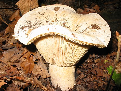 Gemeiner Weiß-Täubling, Russula delica