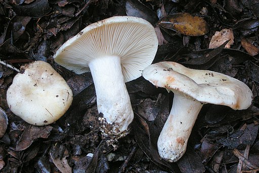 Dichtblättriger Schwärz-Täubling