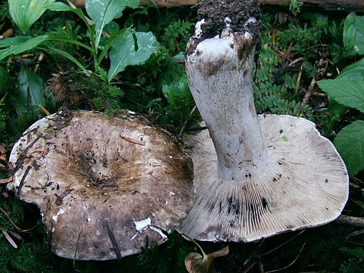 Dichtblättriger Schwärz-Täubling, Russula densifolia