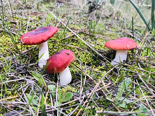 Kirschroter Spei-Täubling, Russula emetica