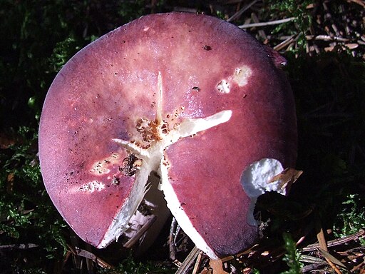 Kirschroter Spei-Täubling, Russula emetica